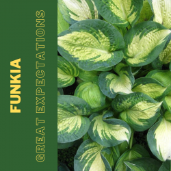 Funkia   "Great Expectations "